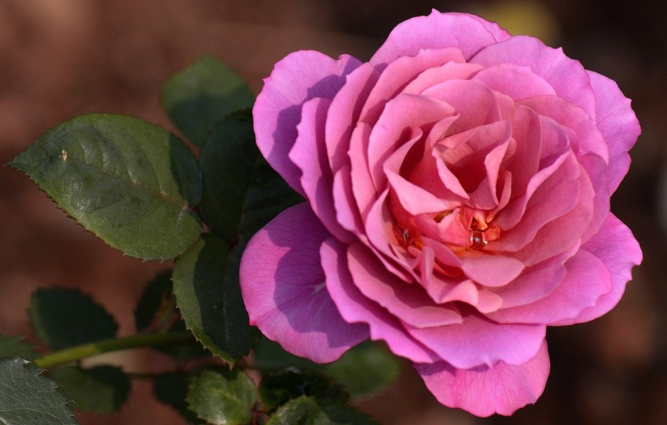 Цвет дамасской розы