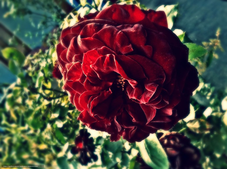 Сорта роз с кружевными темно-красными лепестками