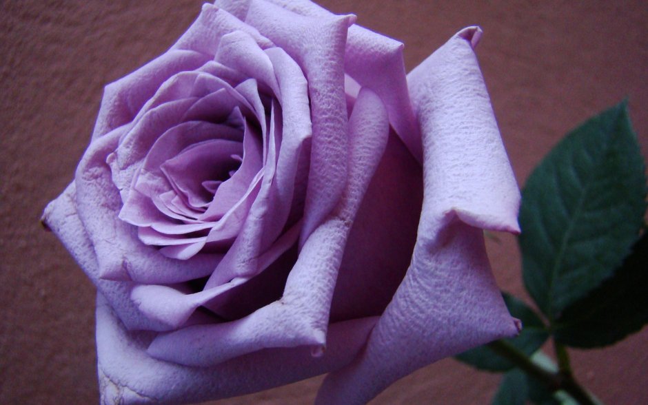 Фиолетовые розы бывают если бывает