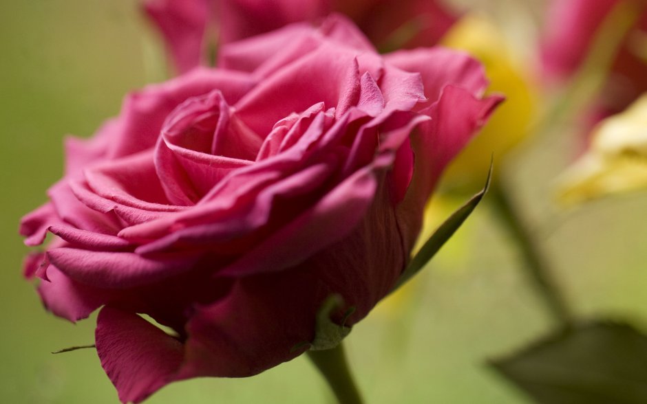Розовая роза без шипов фото