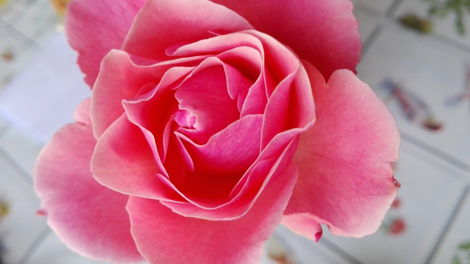 Сорт розы Fiore фото