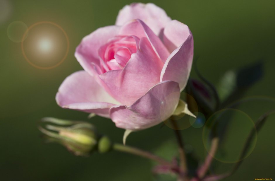Жанна Цветущая роза