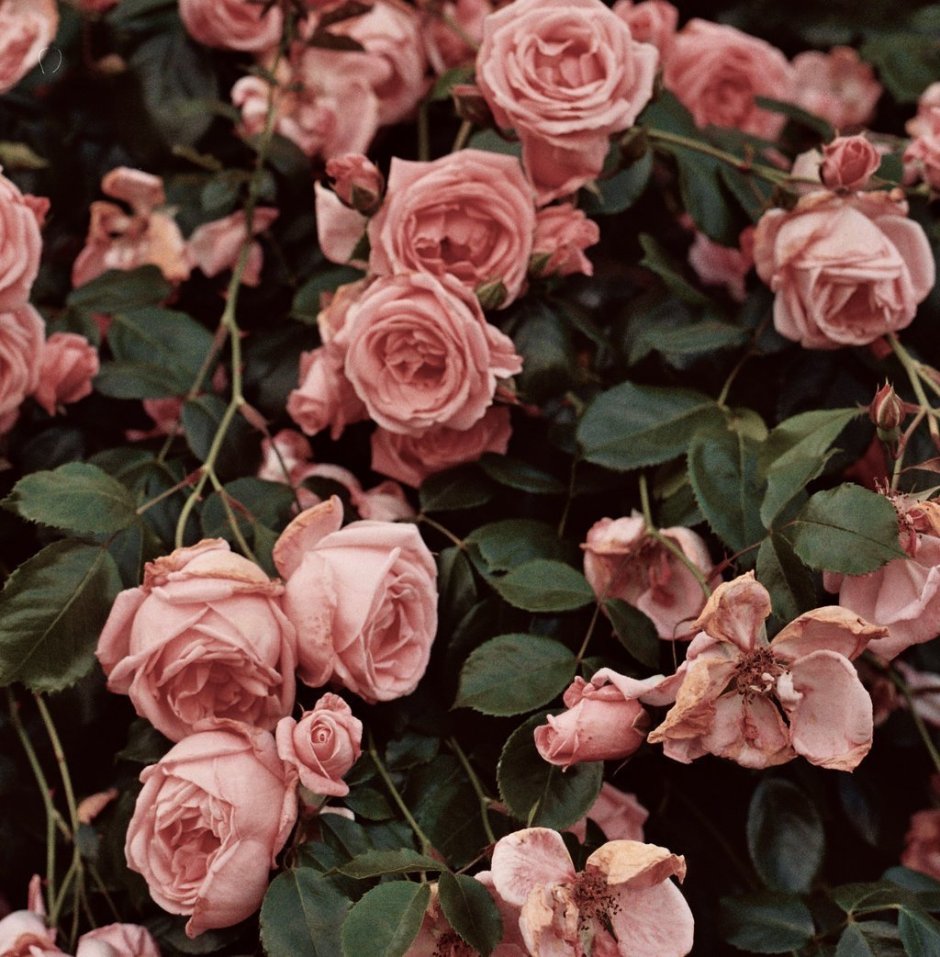 Розовые розы Эстетика
