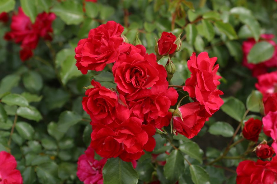 Роза флорибунда Тиль Уленшпигель