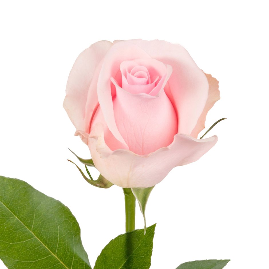 Розы Light Pink