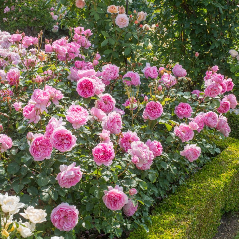 Садовая роза Дэвида Остина
