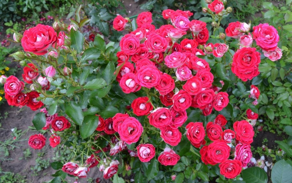 Schöne Koblenzerin роза