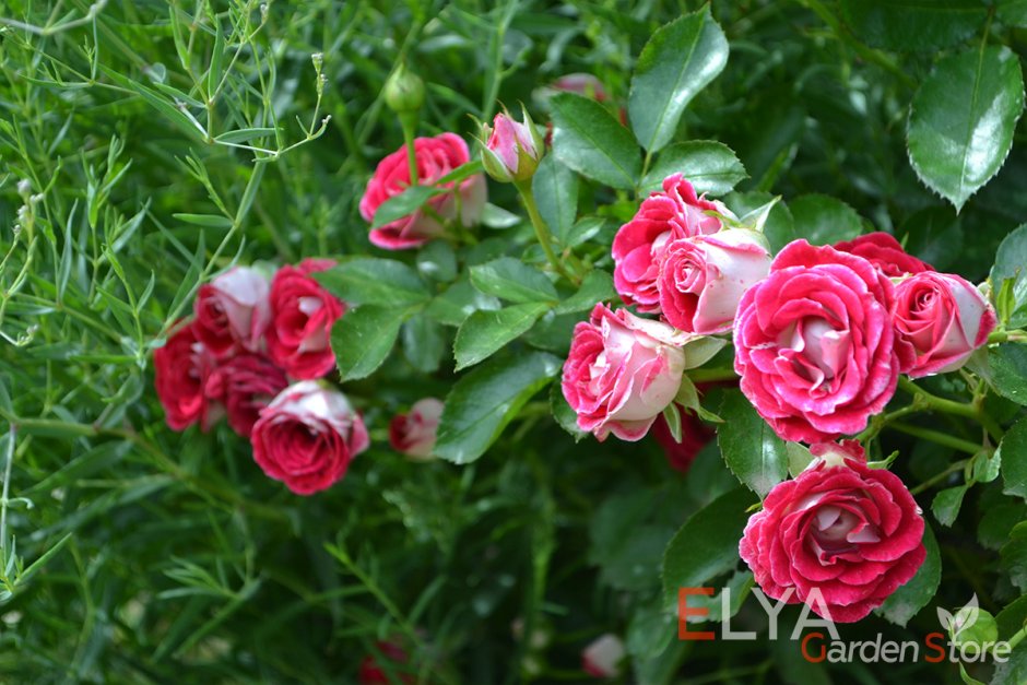 Роза флорибунда (Rose floribunda schone Koblenzerin
