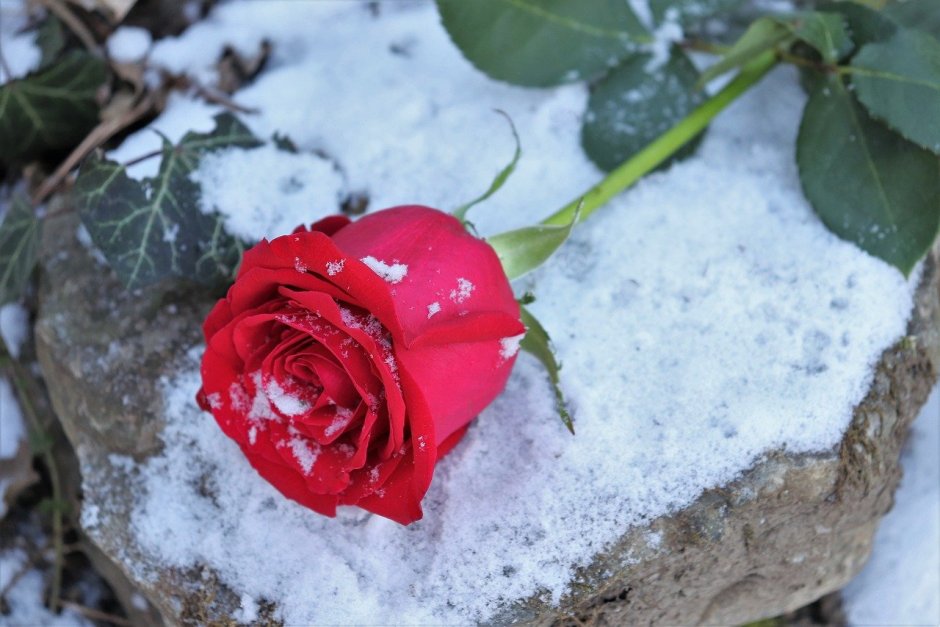 Алая роза на снегу