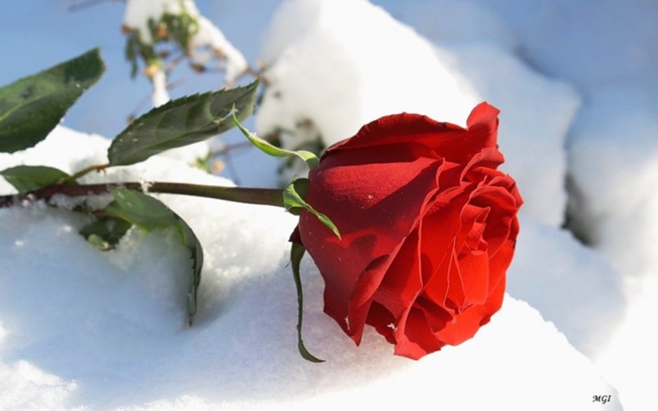Открытки розы на снегу