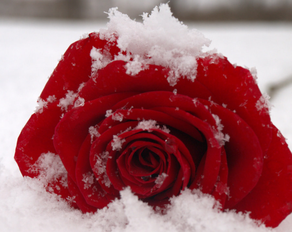 Красные цветы на снегу