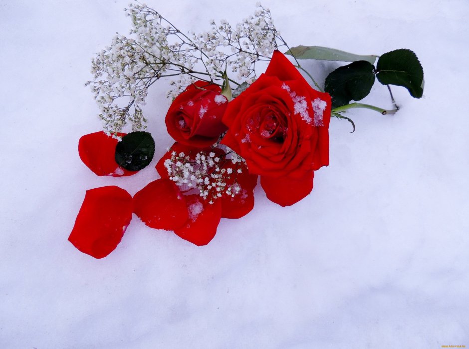 Розы на фоне снега