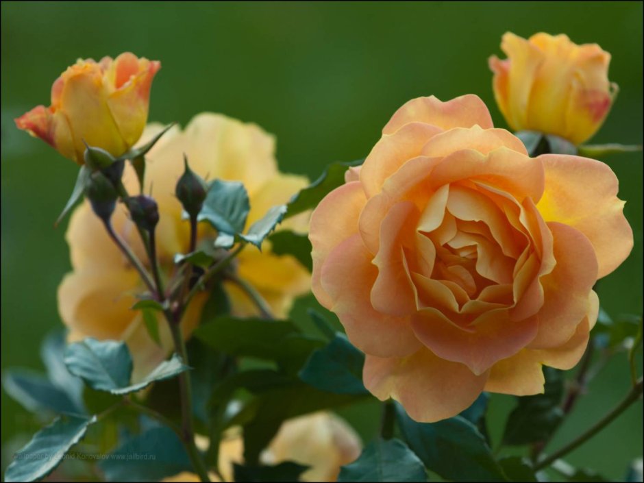 Крупные красивые розы на кусте