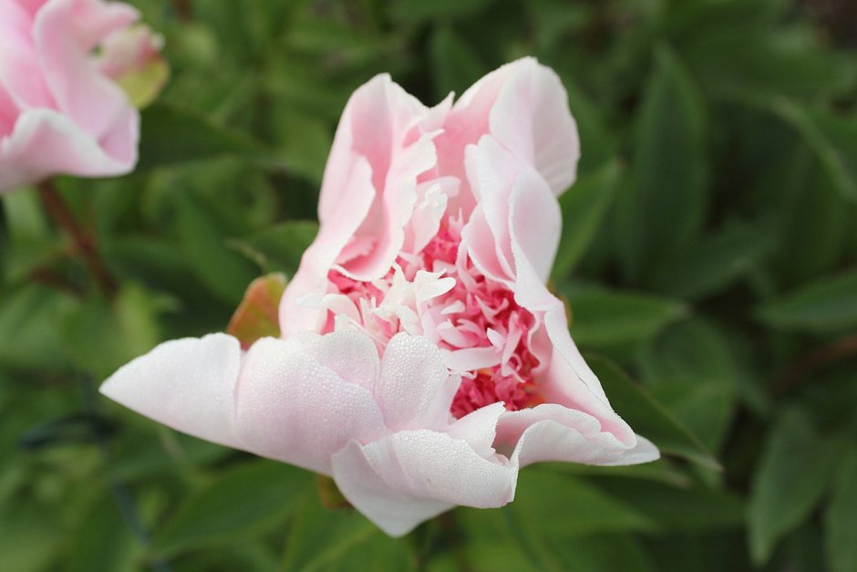 Paeonia lactiflora do tell