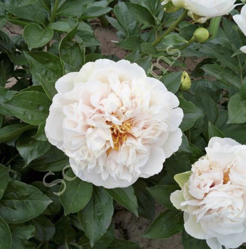 Пион Peony Greenland