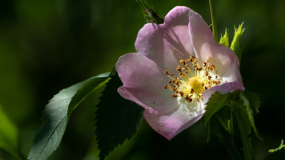 Цветок шиповника чашелистики