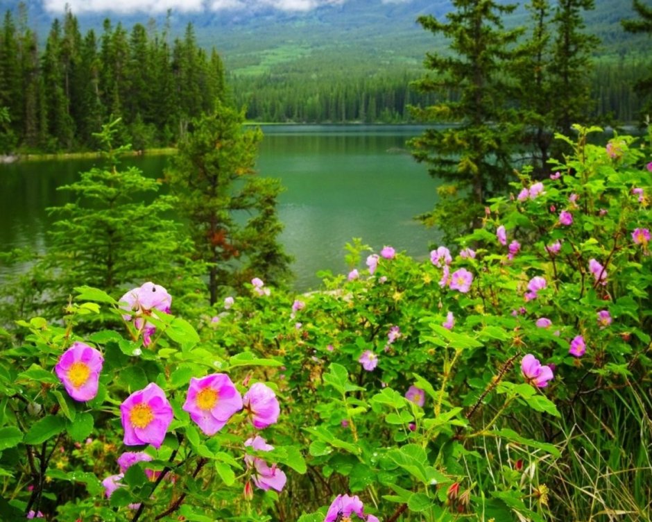 Фото лето лес цветы река на телефон