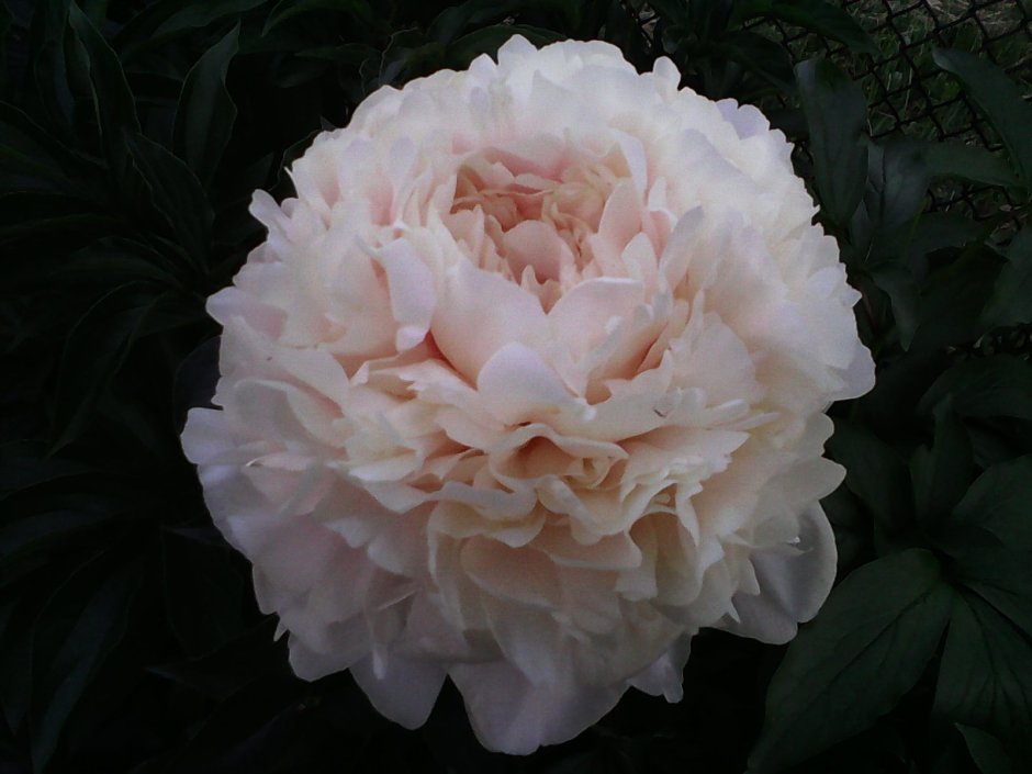 Пион саммер Глоу Paeonia Summer Glow