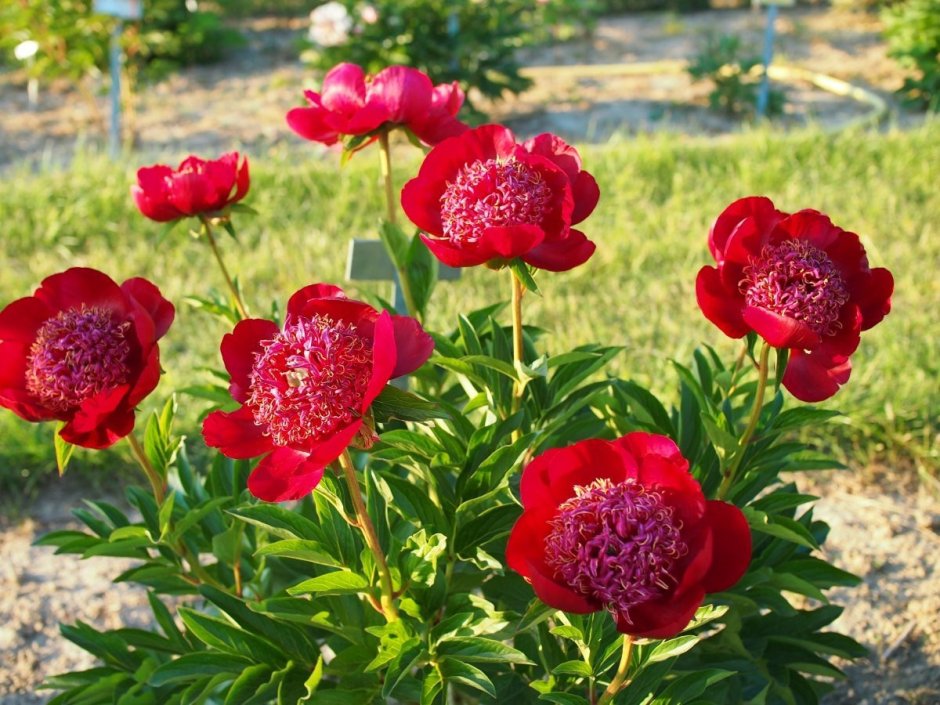 Пион Уолтер Мейнс Paeonia Walter