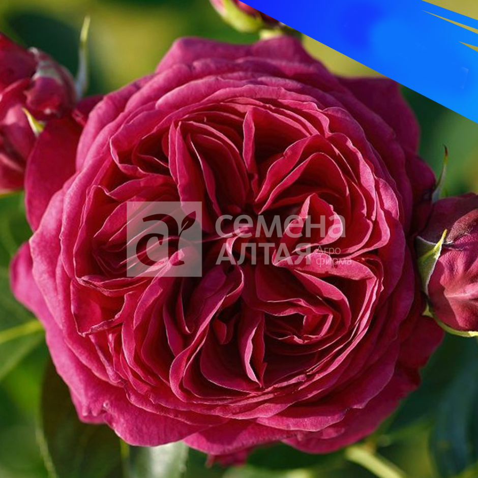 Роза Дежавю Сибирские розы СЕМАЛТ