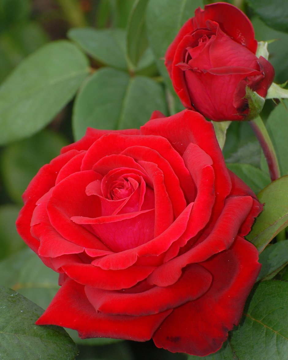 Двуз цветная роза красная