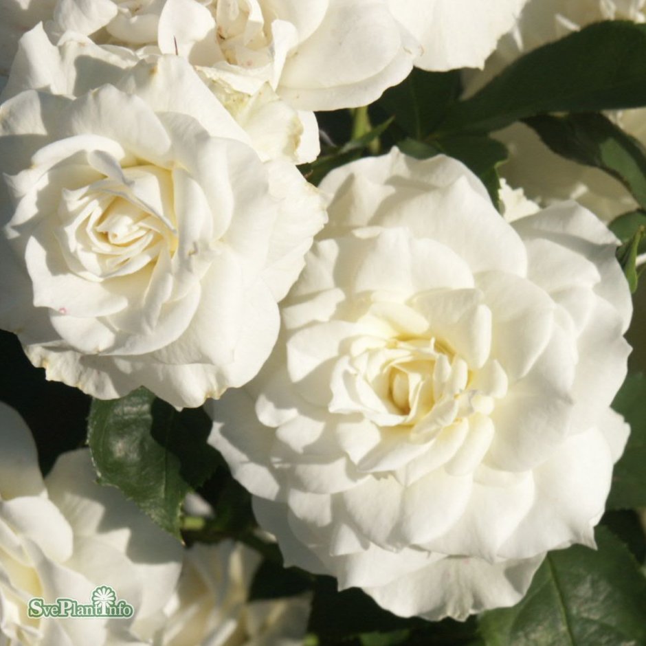 Роза Лина Ренессанс фото высота и ширина куста