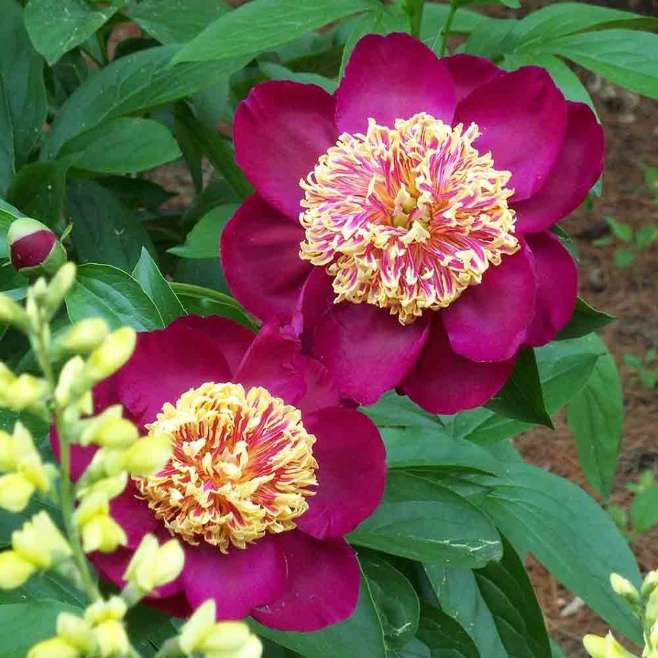 Пион (Paeonia) «Sword Dance»