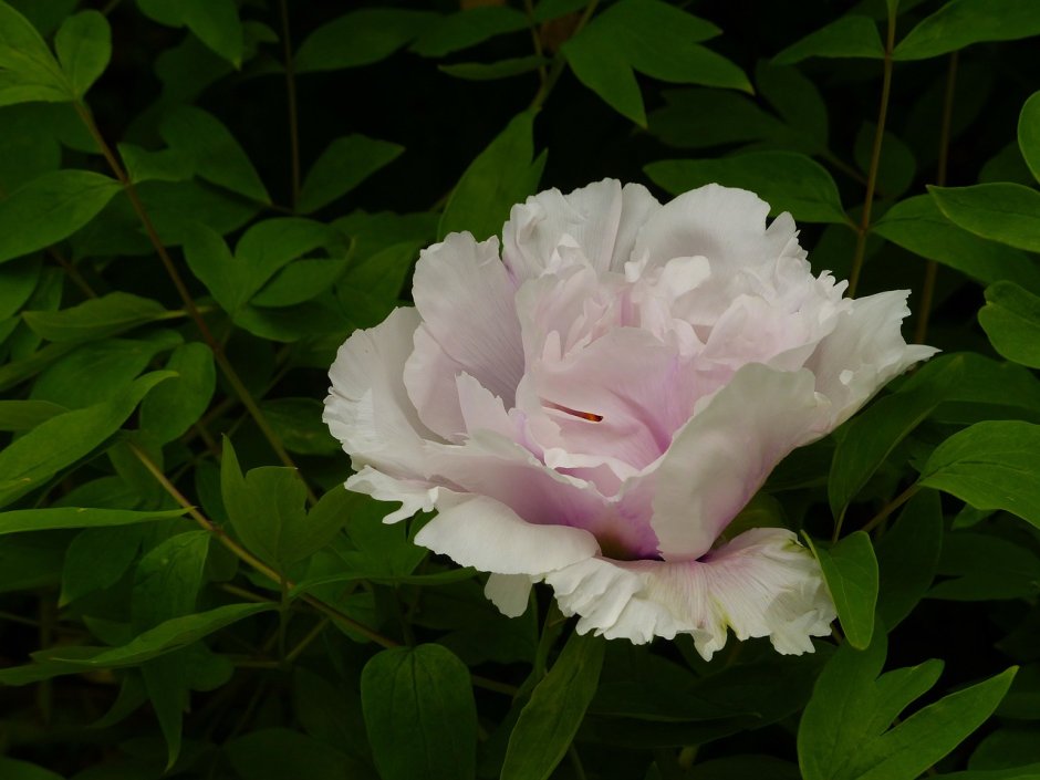 Пион late Windflower