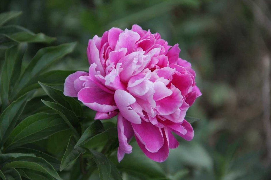 Пиони Пинк (Peony Pink)