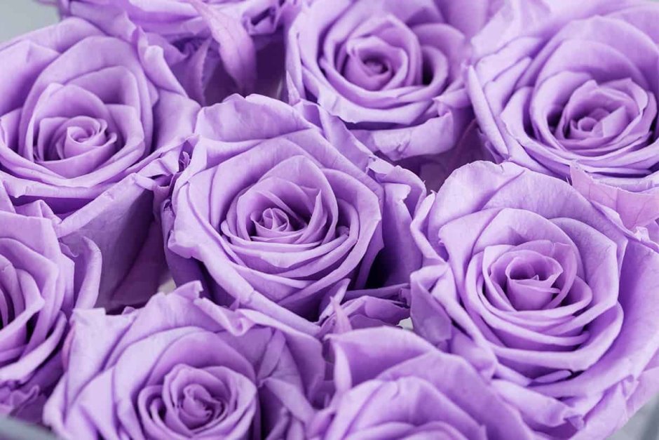 Розы фиолетовые бежевые зеленые фон
