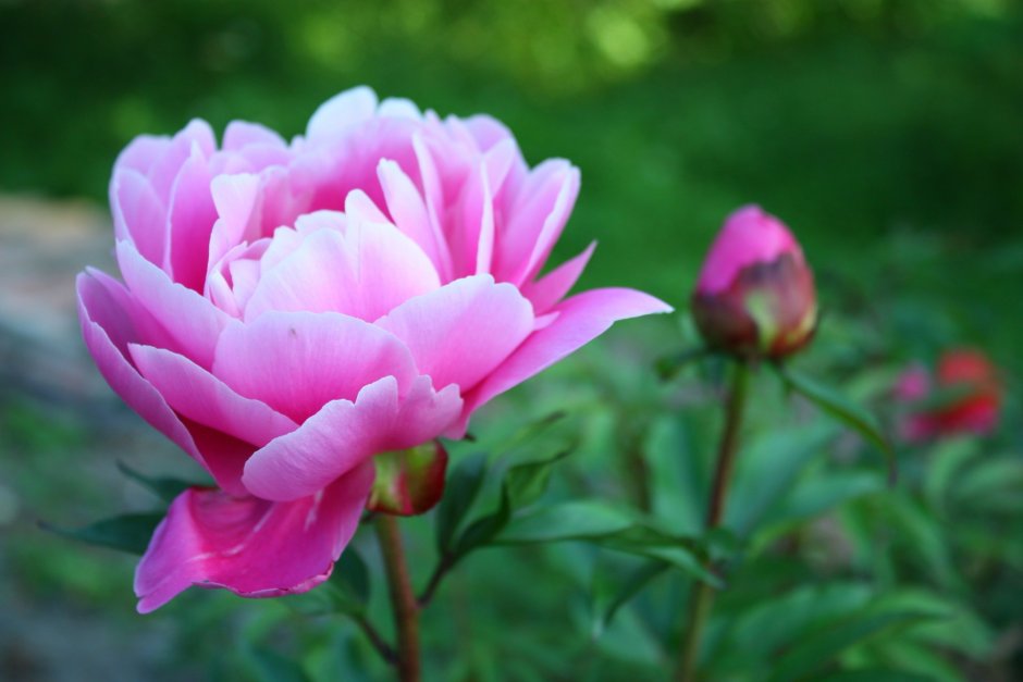 Paeonia (пион) Sweet Sixteen