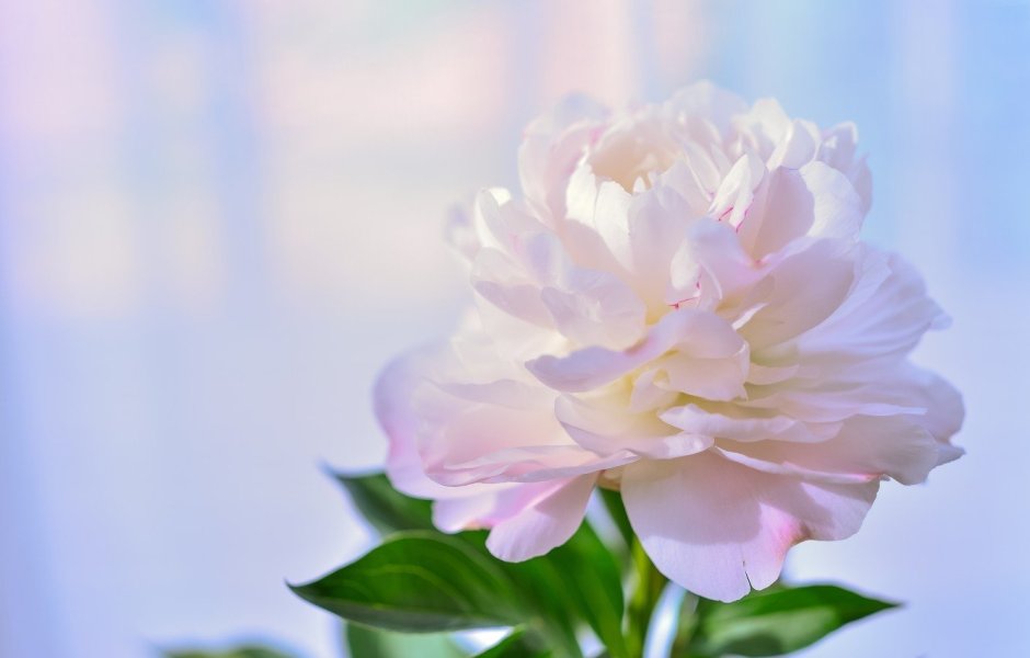 White Peony Wallpaper пион