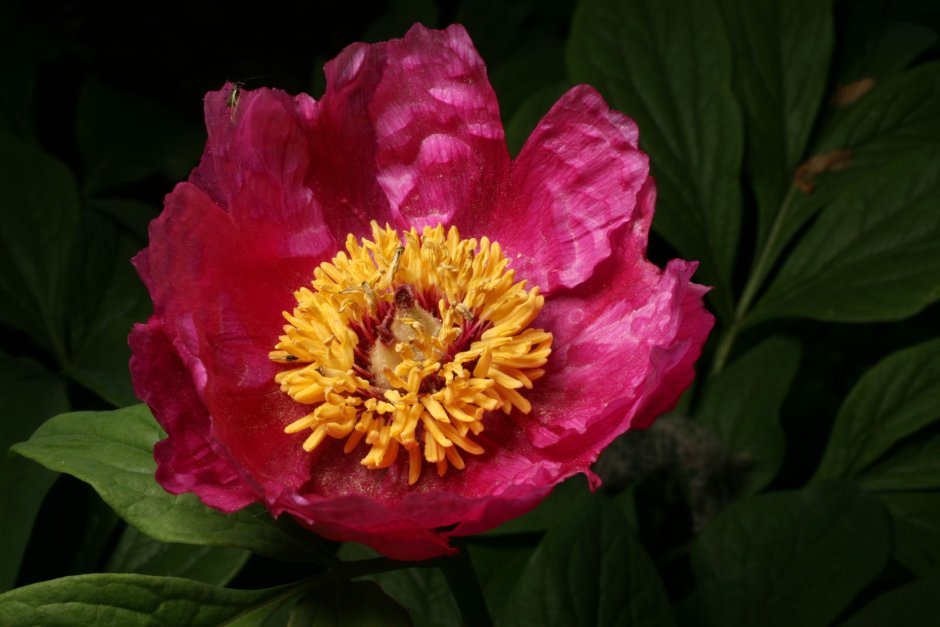 Paeonia clusii