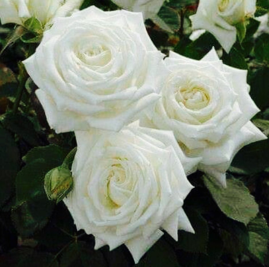 Роза Metropolitan Livadia