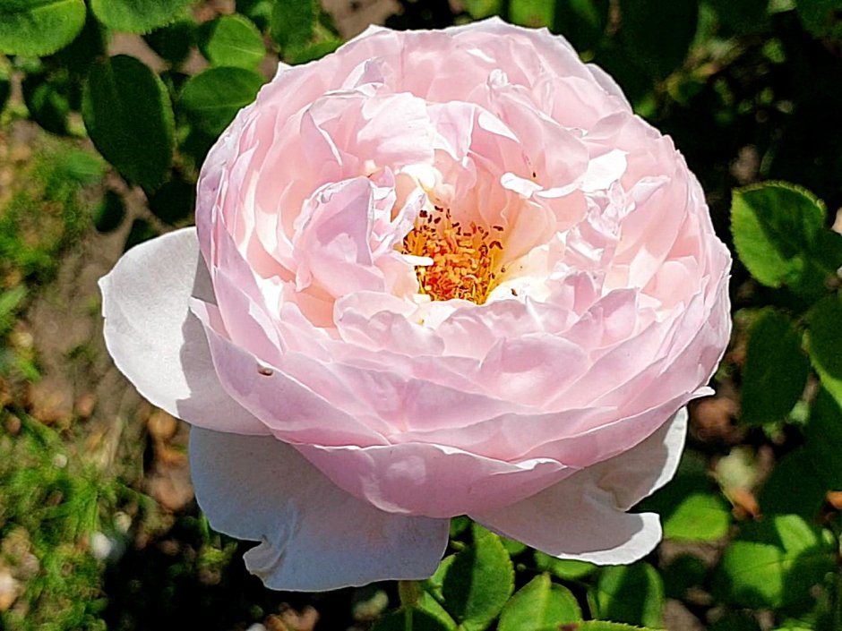 Пиони Пинк Peony Pink чайно-гибридная роза