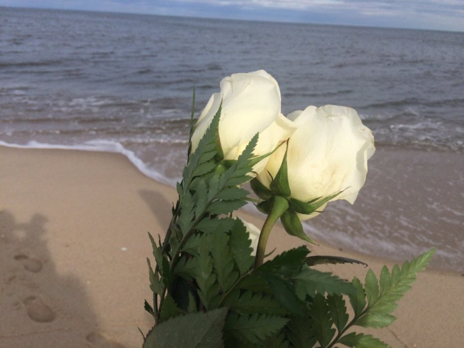 Роза океан фото