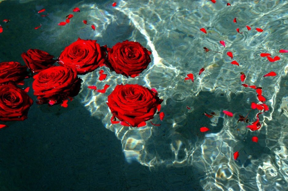 Море красных роз