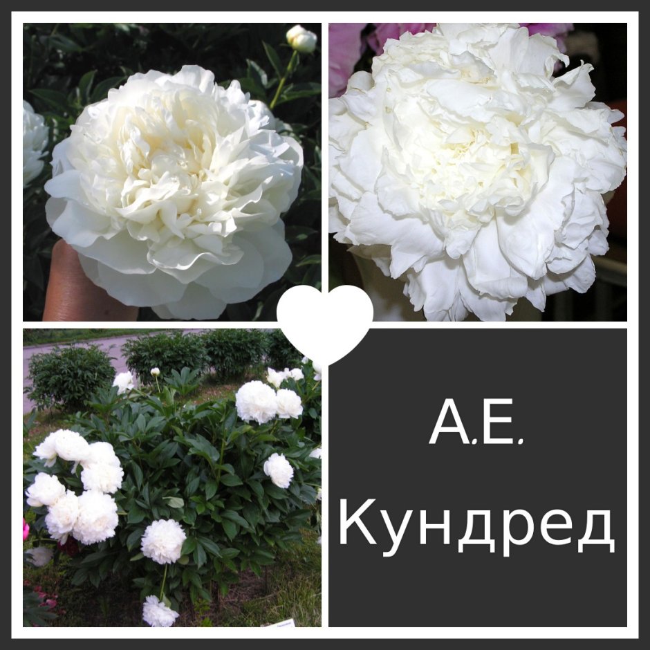 Пион ае Кундрет