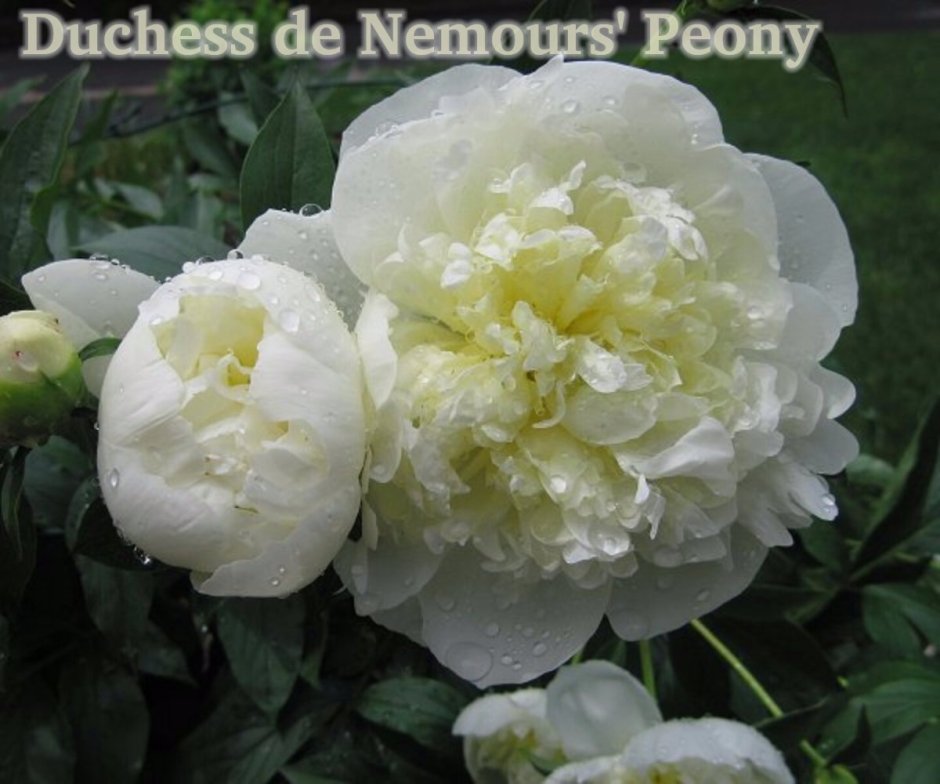 Пион молочноцветковый Duchesse de Nemours