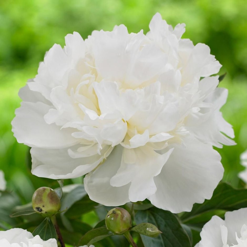 Paeonia цветы Duchess