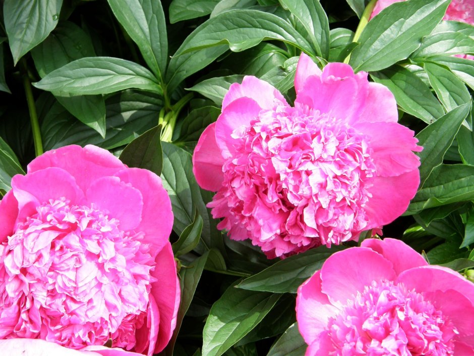 Пион Барбара Paeonia Barbara