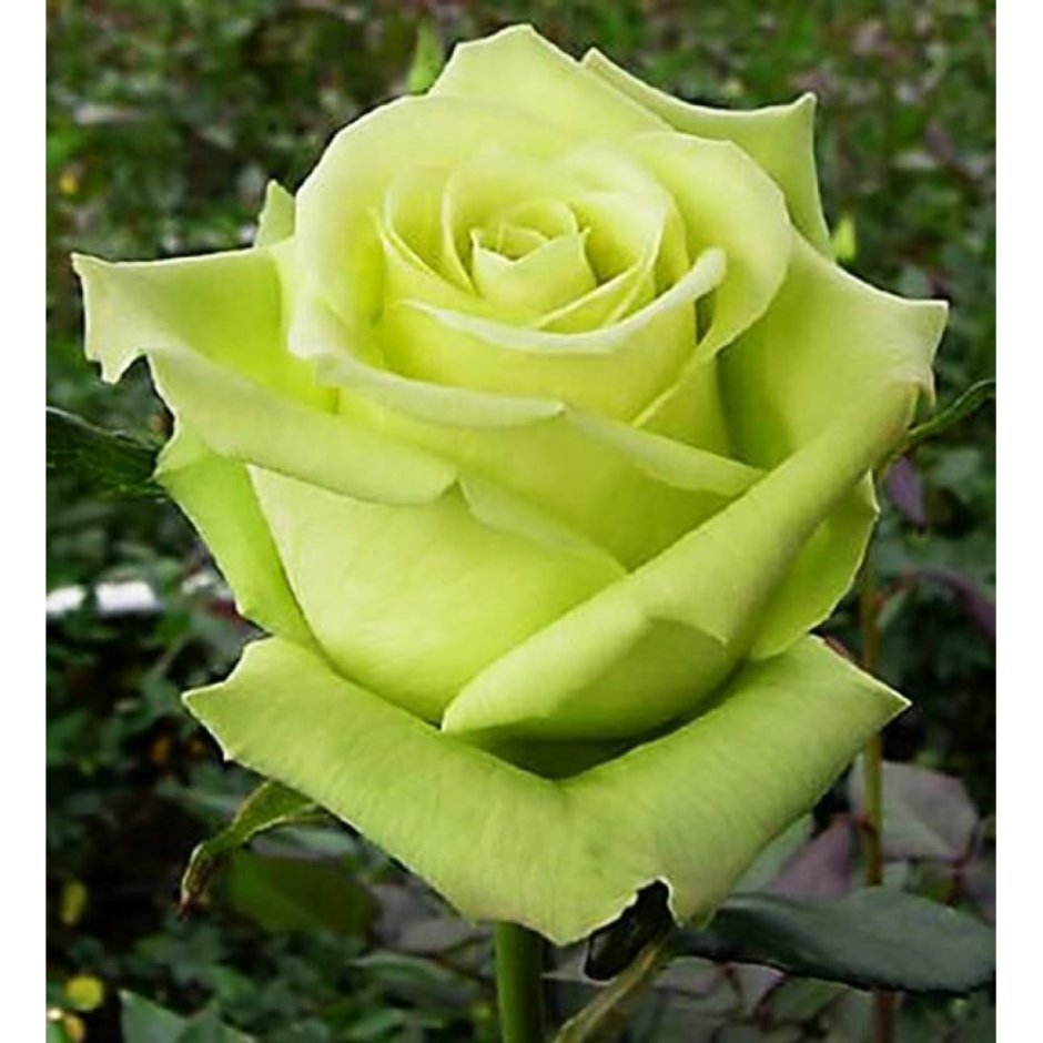 Роза зеленая Амандина