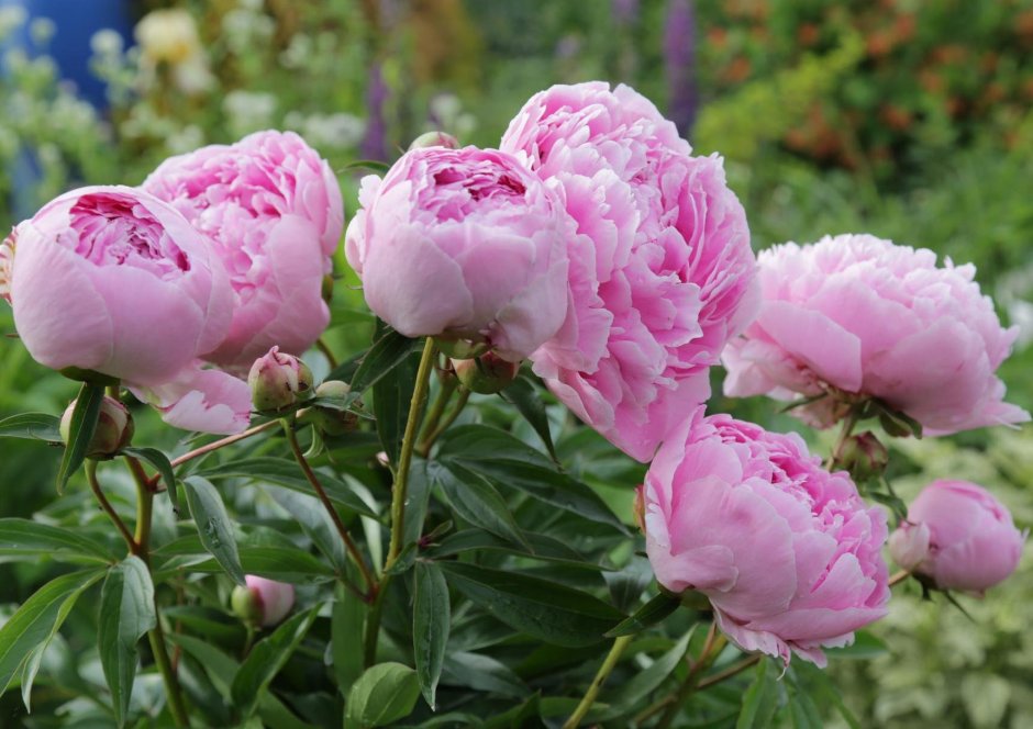 Пион Paeonia