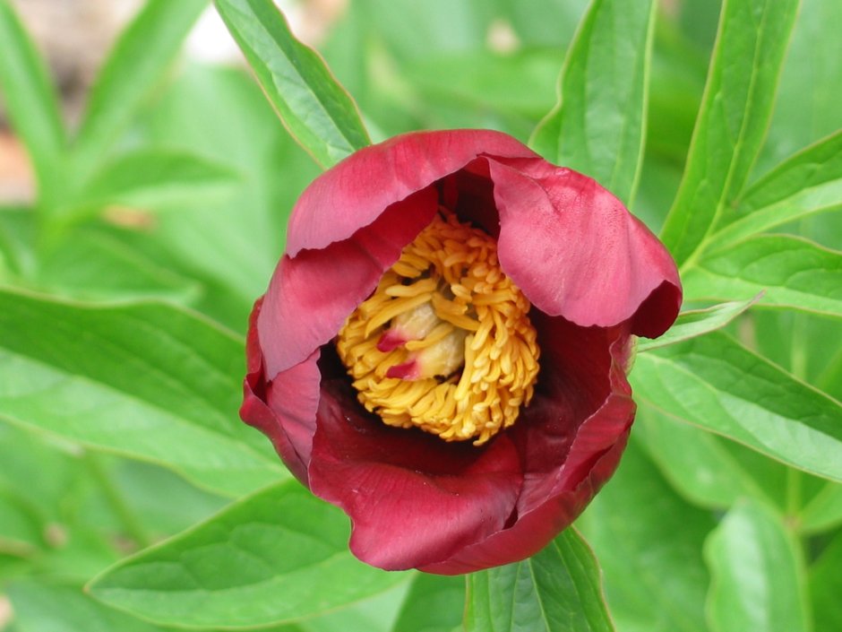 Paeonia (пион) Filagree