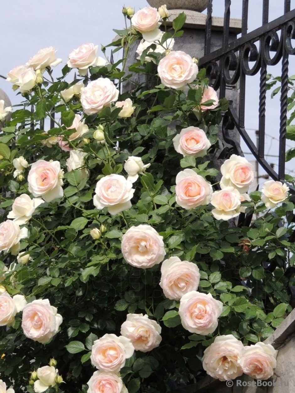 Роза плетистая Пале рояль (Palais Royal)