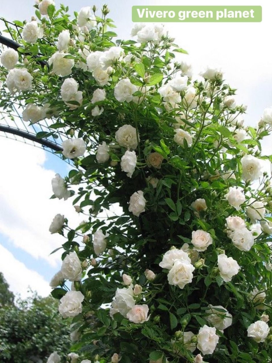 Белые плетистые розы