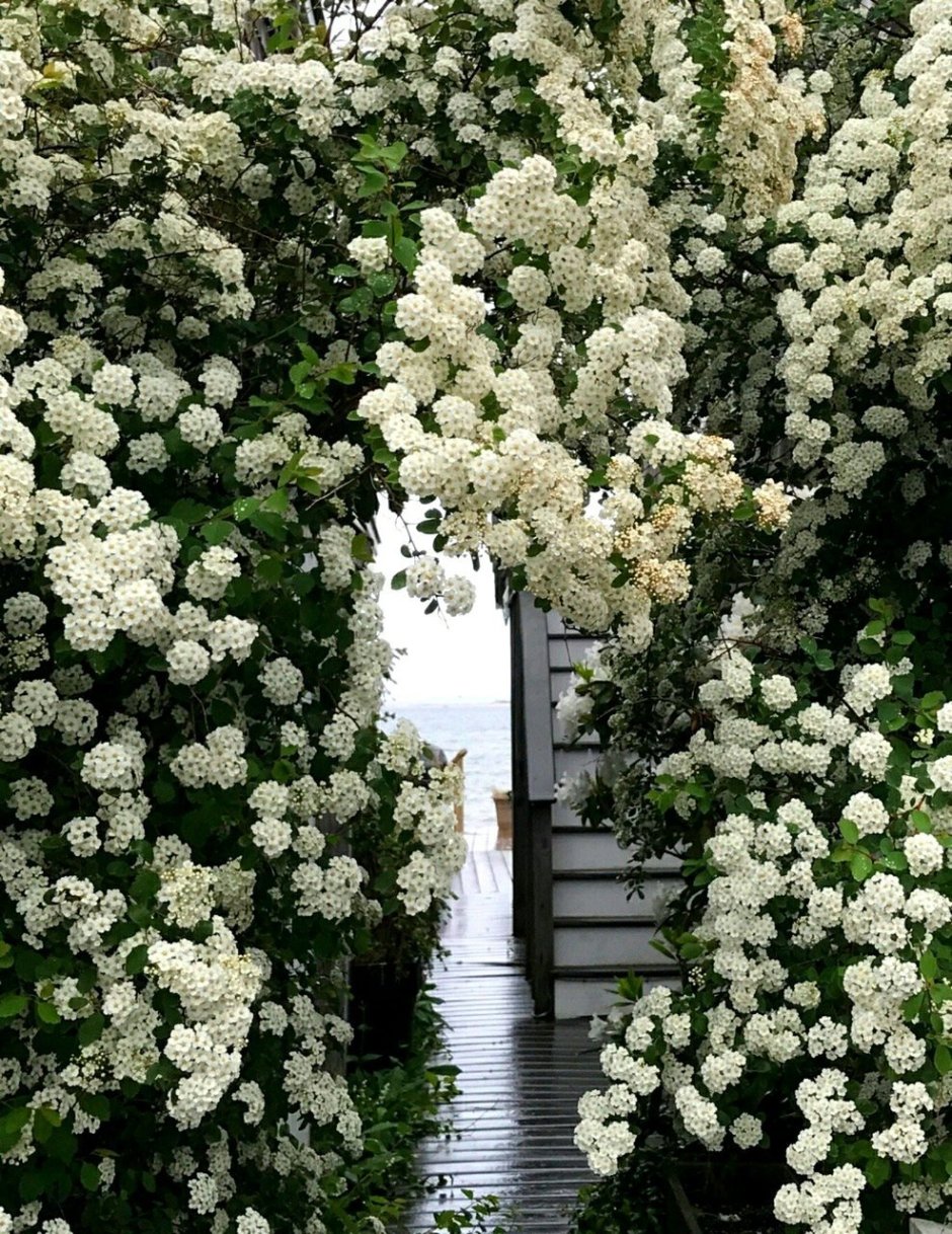 Сад с белыми цветами