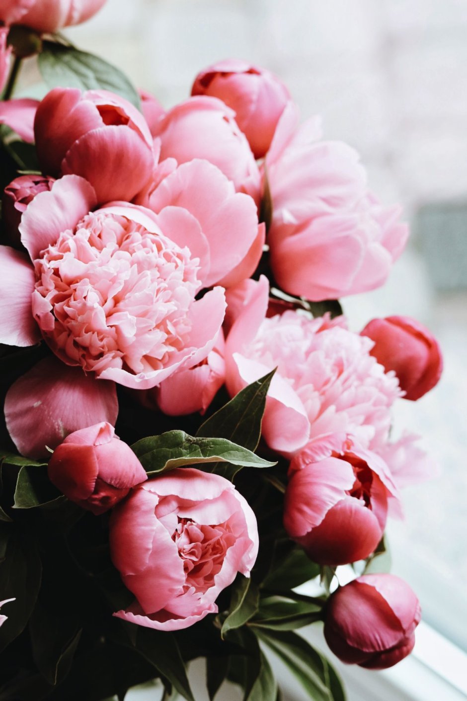 Пиони Пинк (Peony Pink)