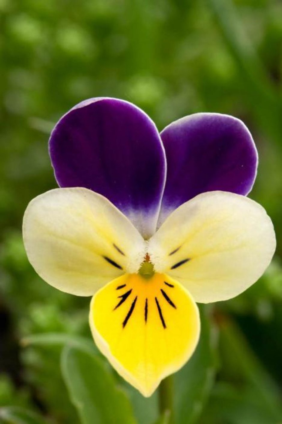 Фиалка трехцветная Viola Tricolor