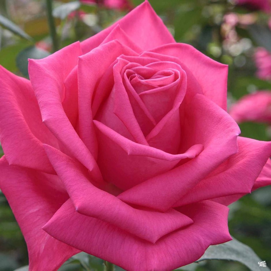 Сорт розы Лолита Лемпика